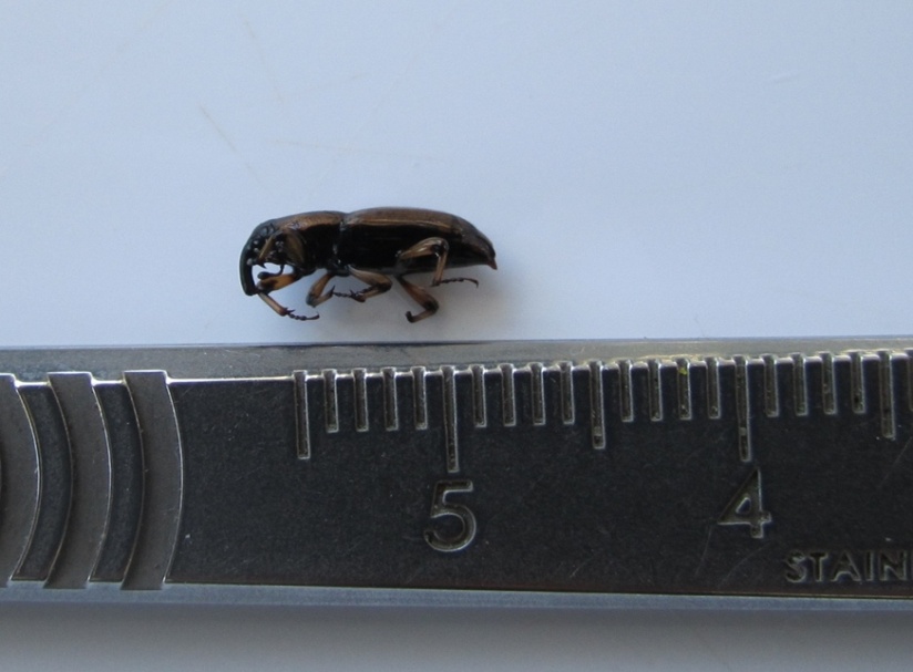 Stem Weevil2